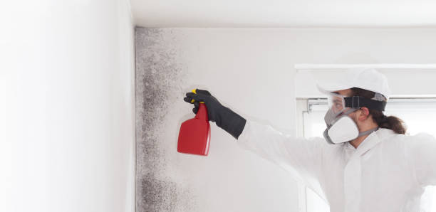 Professional Mold Remediation in Vashon, WA