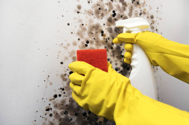 Best Kitchen Mold Remediation in Vashon, WA