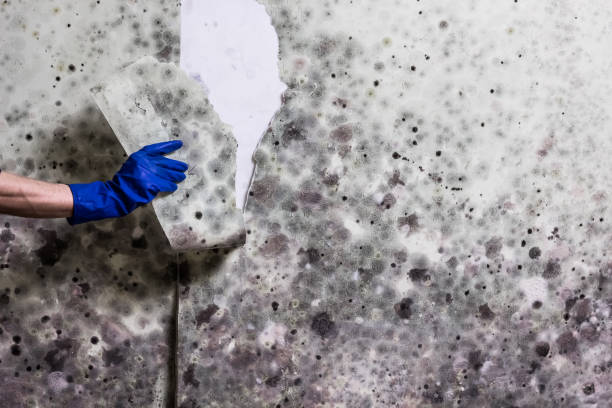 Best HVAC Mold Remediation in Vashon, WA