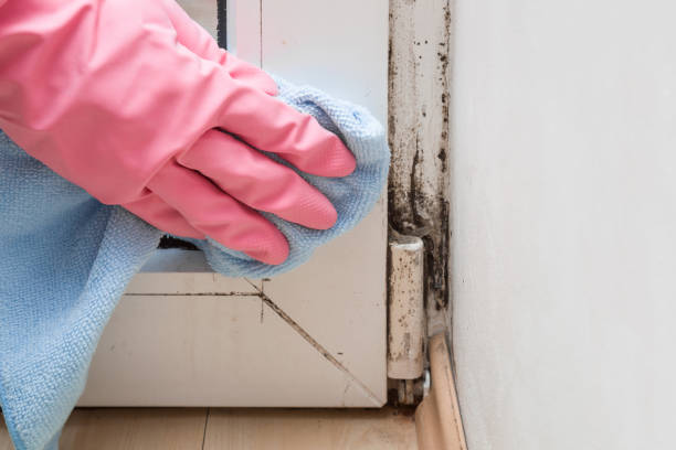 Best Bathroom Mold Remediation in Vashon, WA